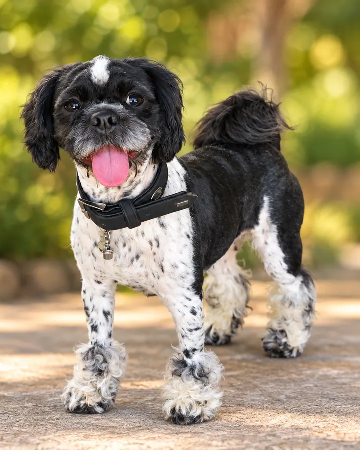 Puffy, a black and white dog with a pink tongue, standing on a sunny park path