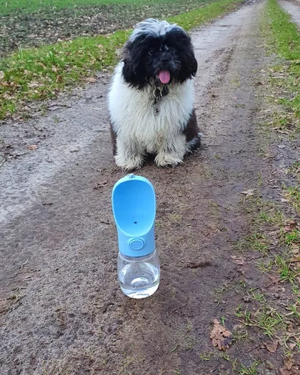 Puffy sitting on a dirt path behind a blue portable dog water bottle