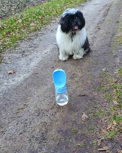 Puffy watching the same blue bottle standing on the path