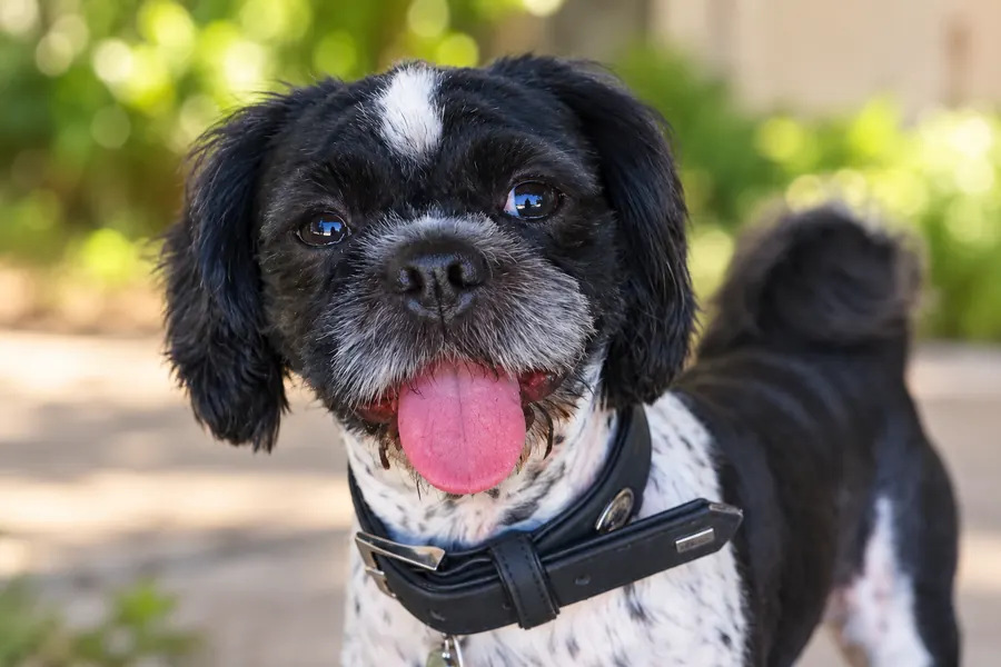 Puffy looking at the camera with his tongue out, green park behind him