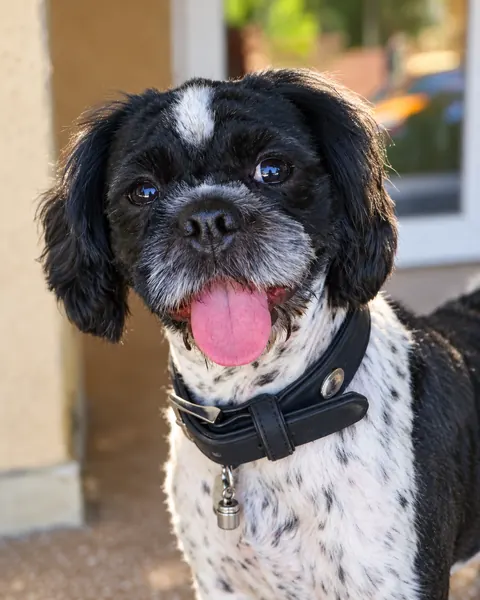 Close-up portrait of Puffy, a black and white dog with a white patch on his forehead, tongue out, wearing a black collar