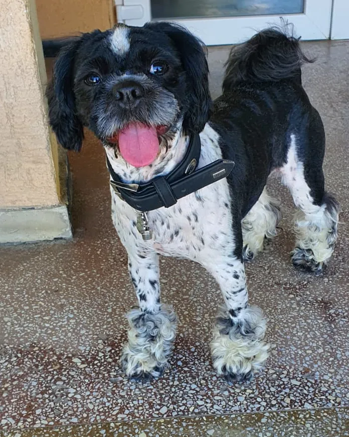 A real photo of Puffy, a black and white dog with a black collar, looking up at the camera with his tongue out