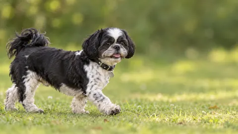 Puffy walking across a sunny lawn with his tongue out